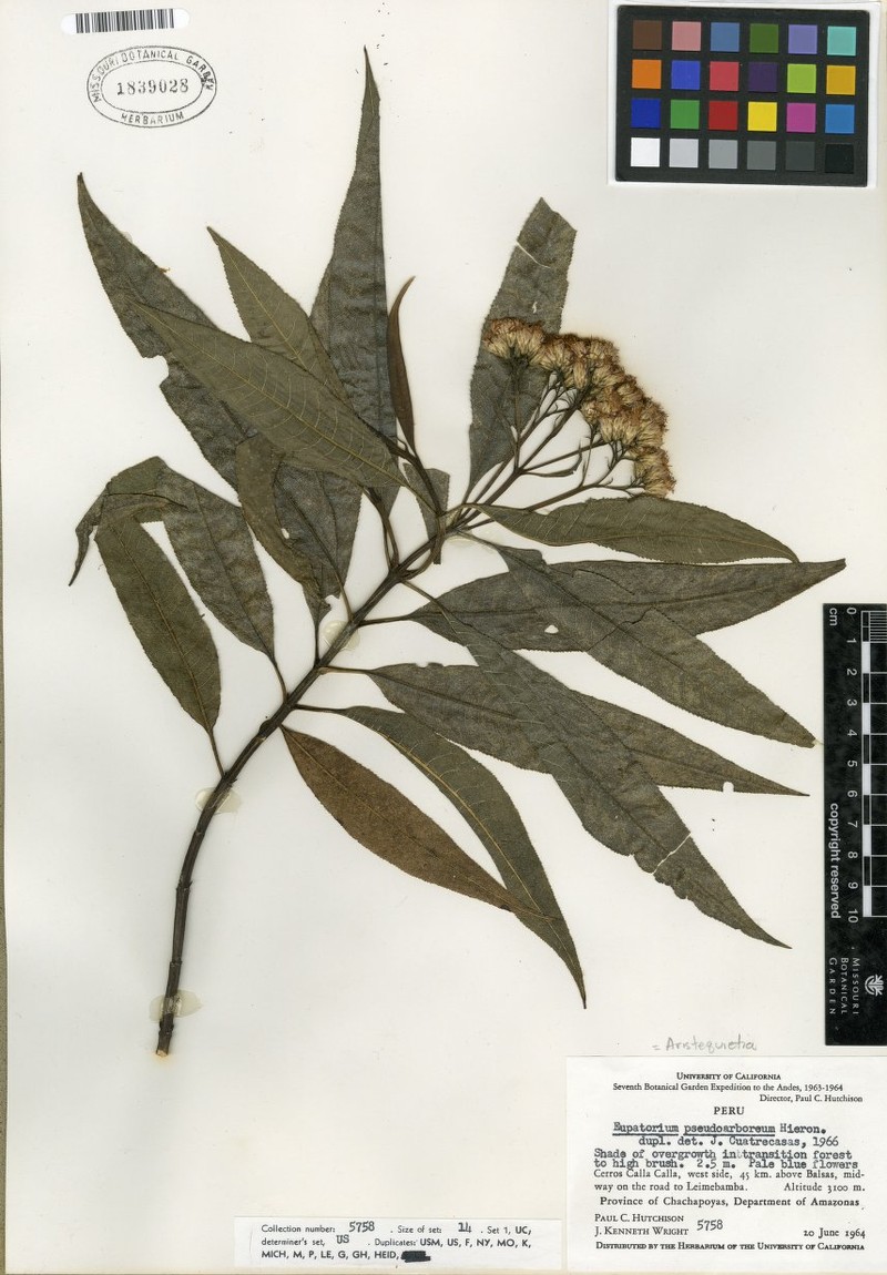 Aristeguietia pseudarborea photo 3