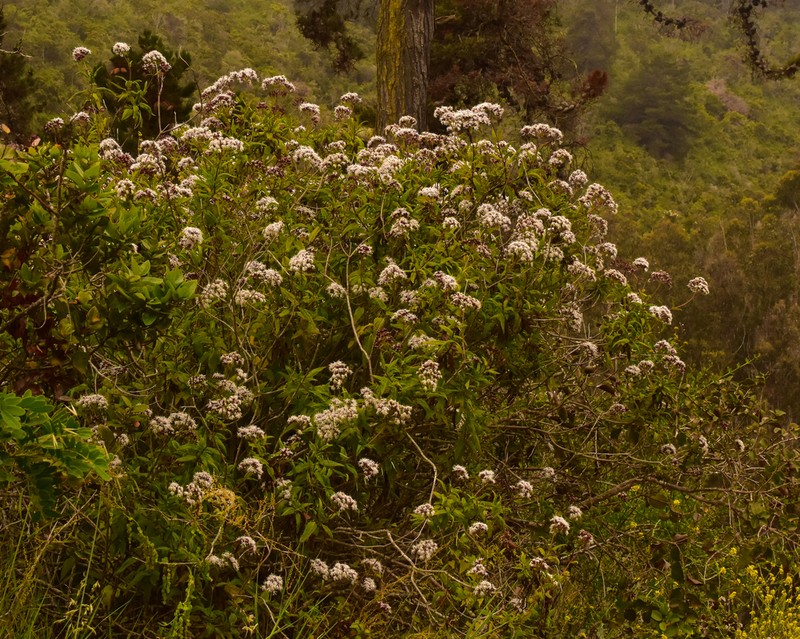 Aristeguietia salvia photo 2