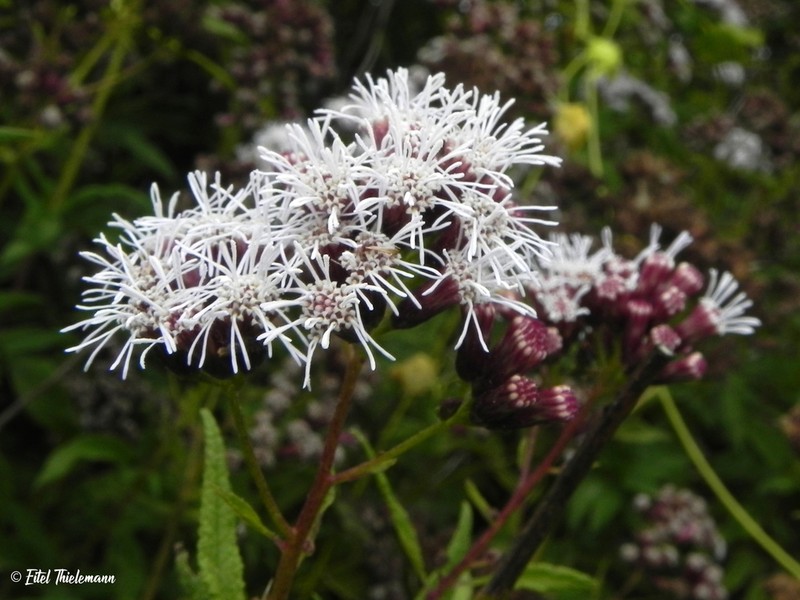 Aristeguietia salvia photo 3