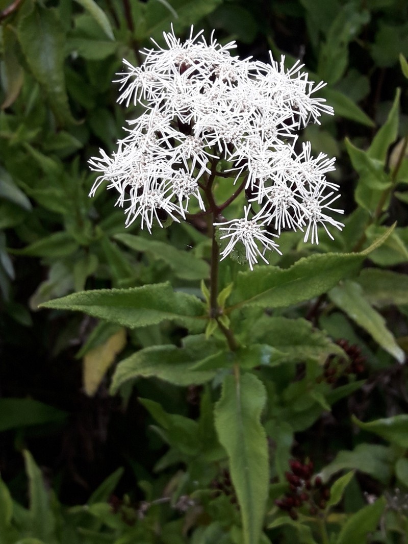 Aristeguietia salvia photo 4