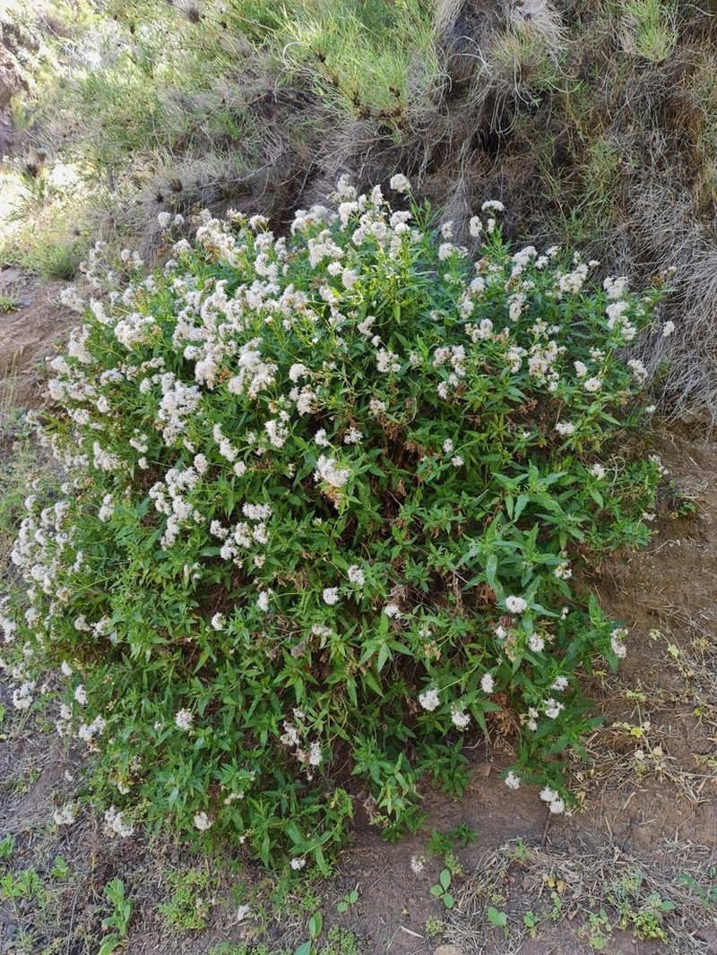 Aristeguietia salvia photo 5