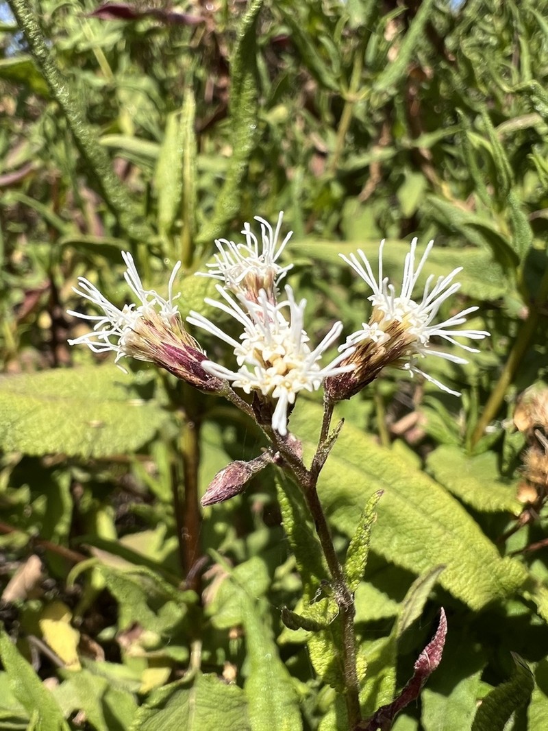 Aristeguietia salvia photo 6