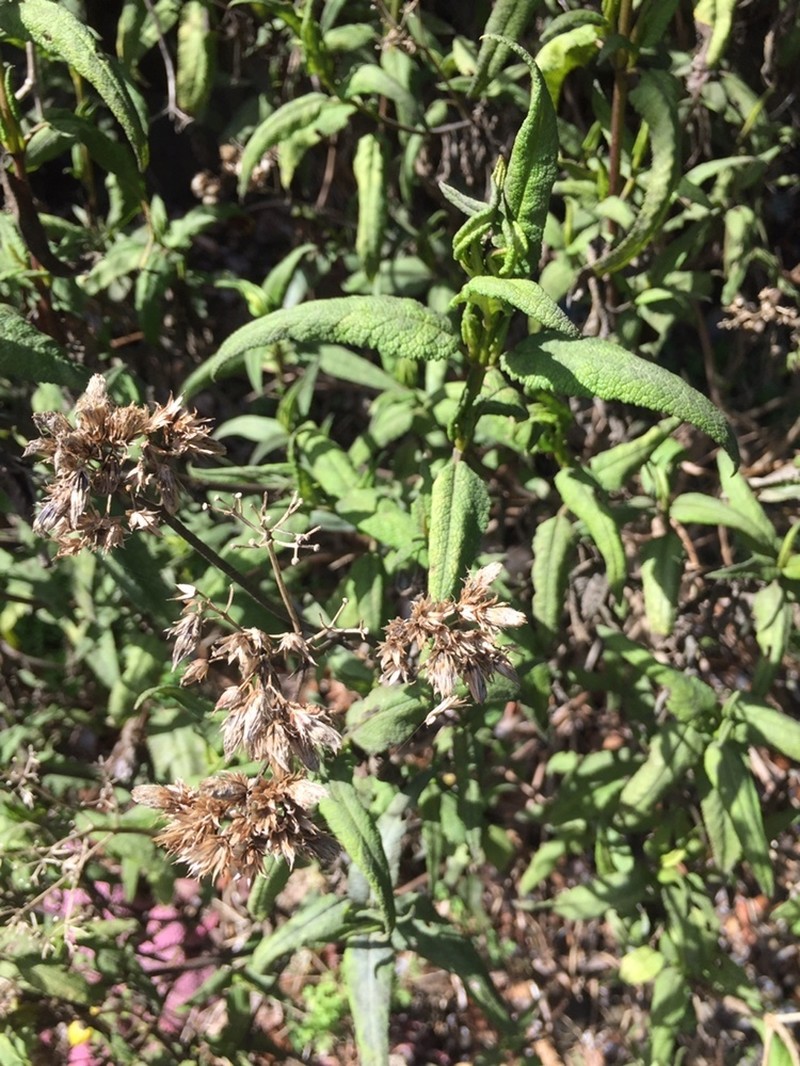 Aristeguietia salvia photo 7