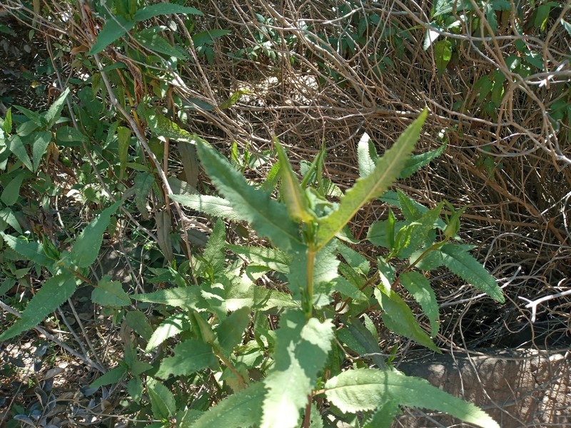 Aristeguietia salvia photo 8