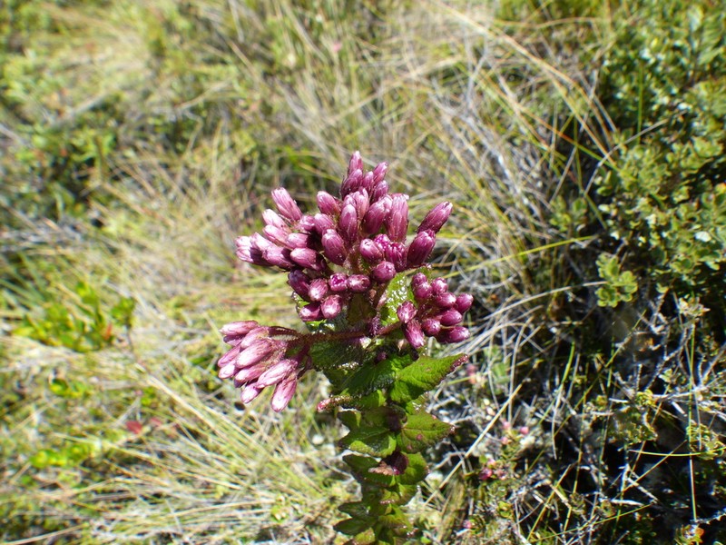 Aristeguietia uribei photo 2