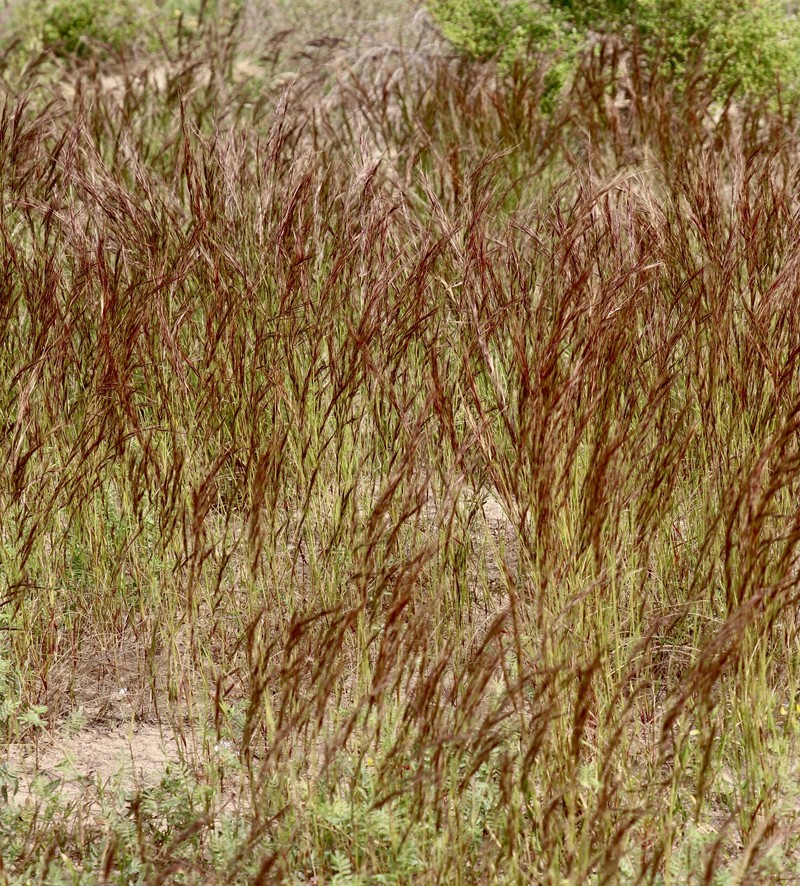 Aristida abnormis photo 2