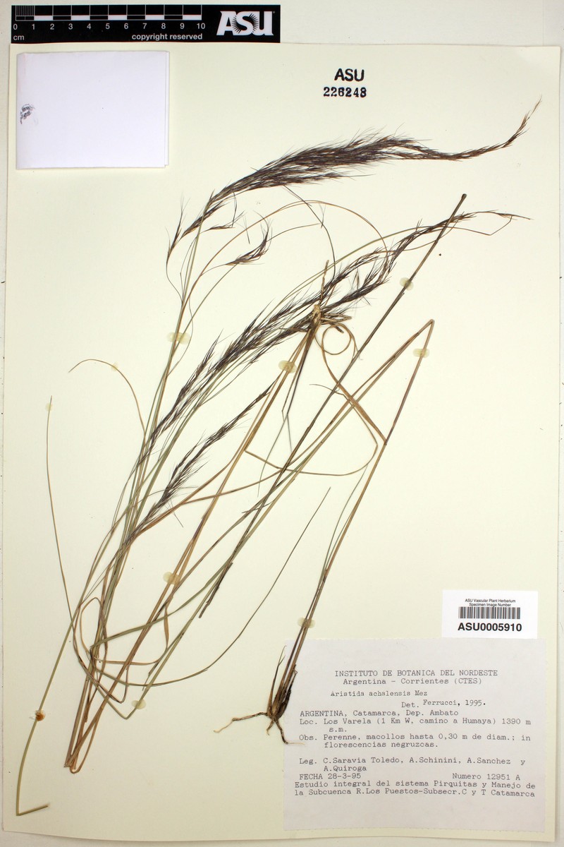 Aristida achalensis