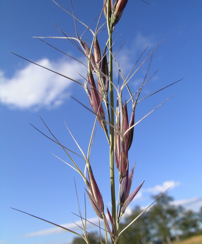 Aristida acuta