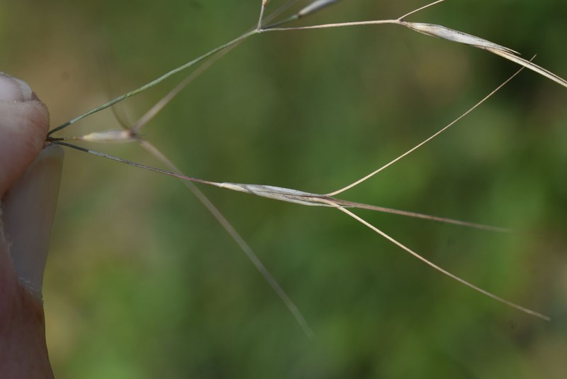 Aristida acuta photo 5