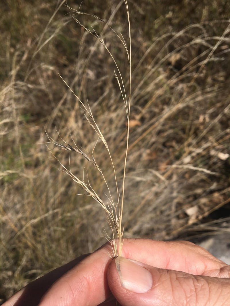 Aristida acuta photo 6