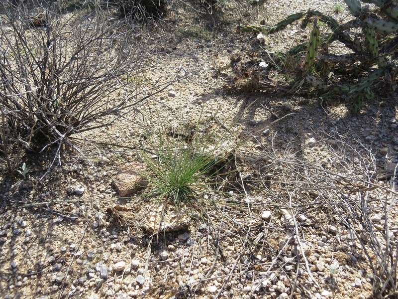 Swartz's Threeawn photo 8