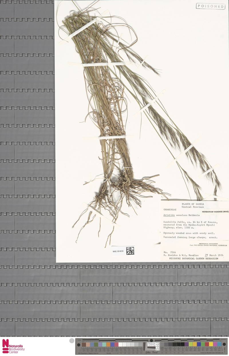Aristida aemulans