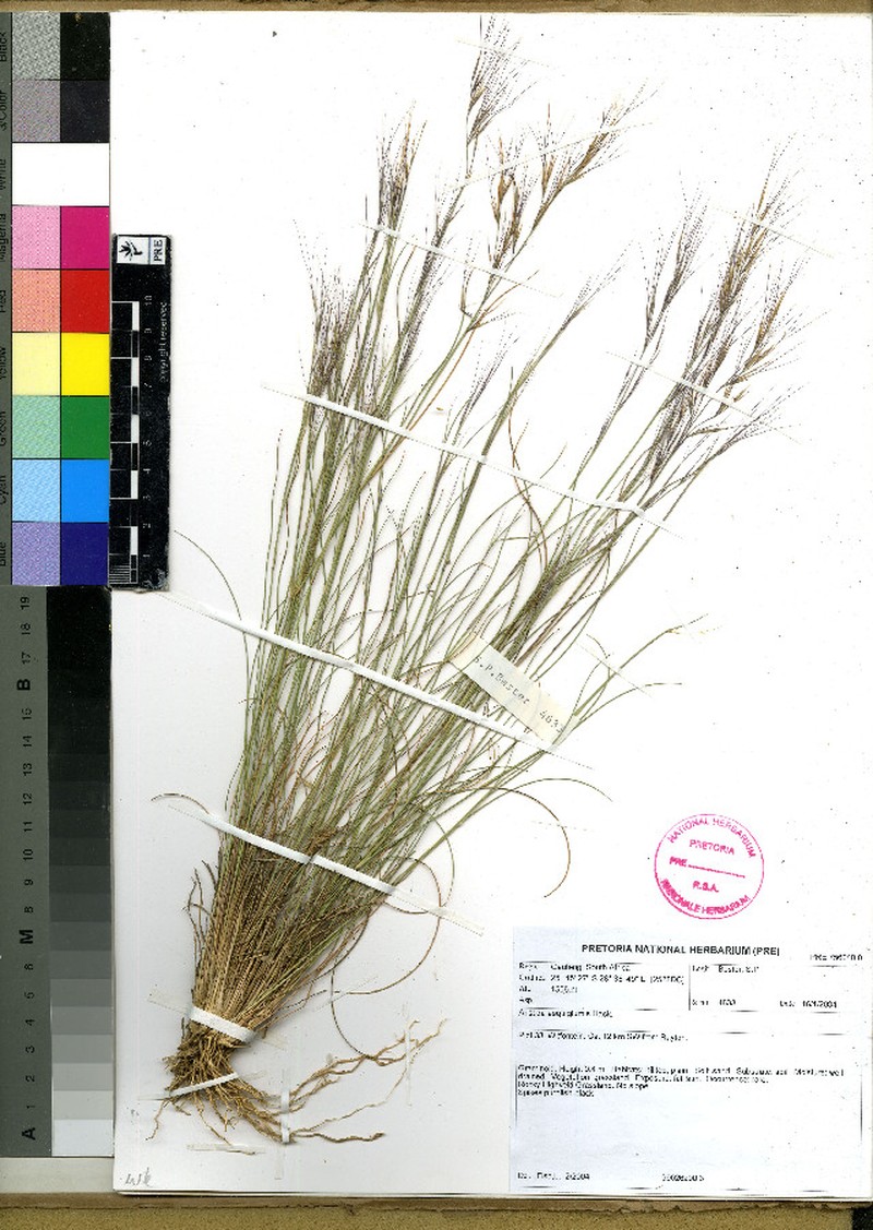 Aristida aequiglumis photo 2