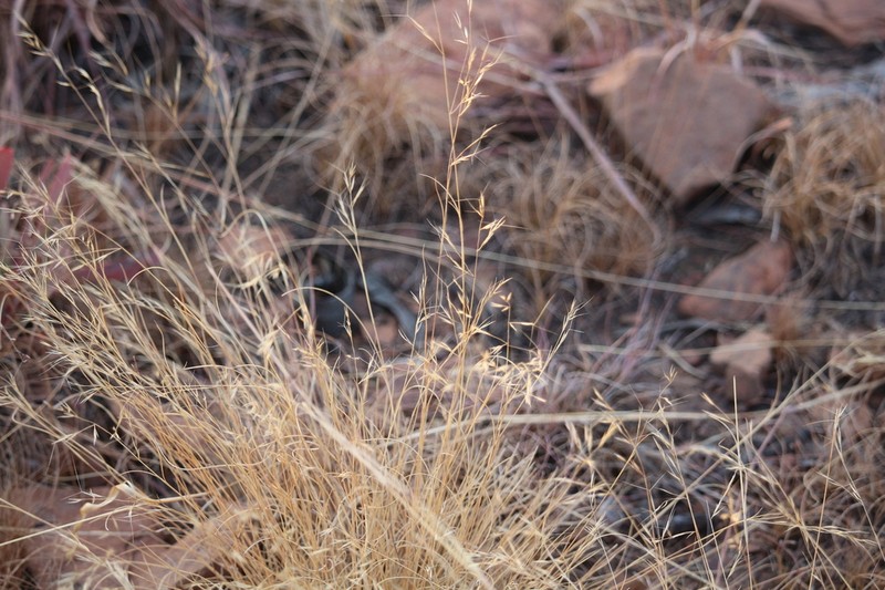 Aristida aequiglumis