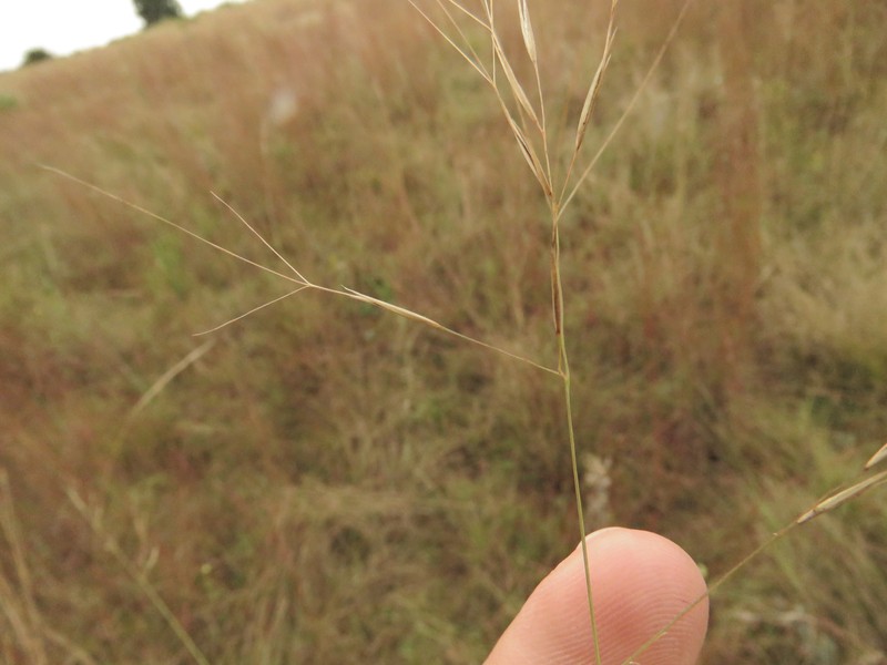 Aristida aequiglumis photo 4