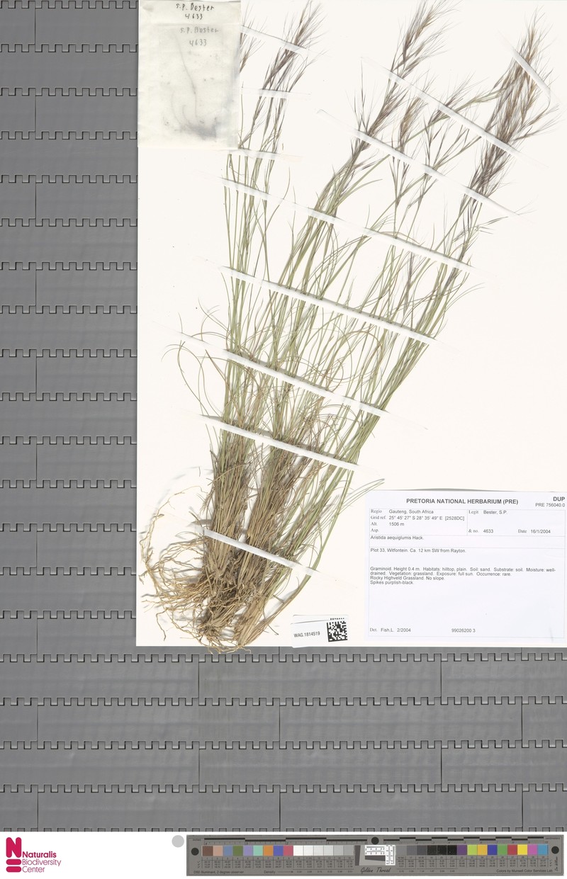 Aristida aequiglumis photo 5