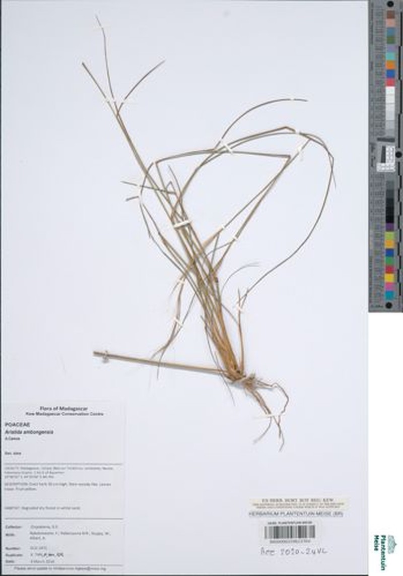 Aristida ambongensis