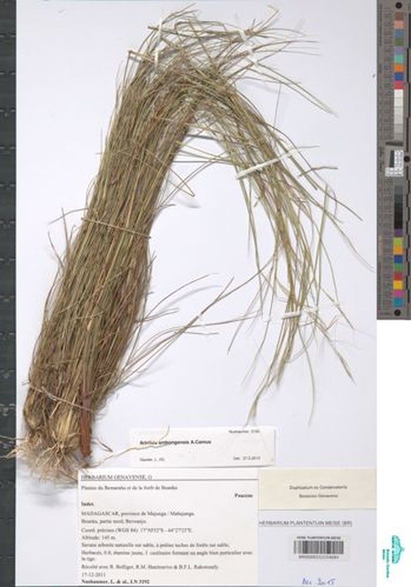 Aristida ambongensis photo 2