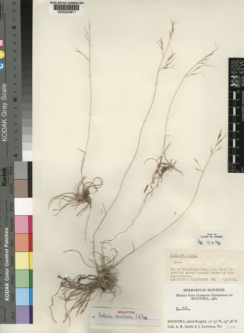 Aristida anaclasta