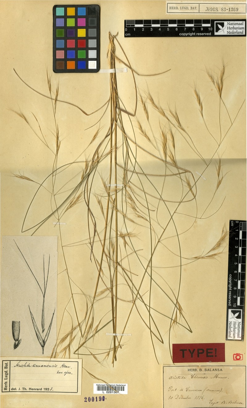 Aristida annamensis