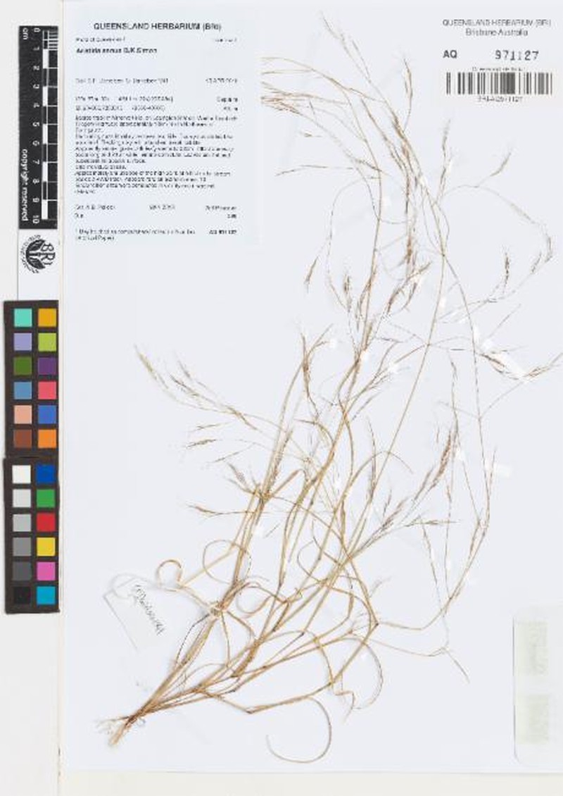 Aristida annua