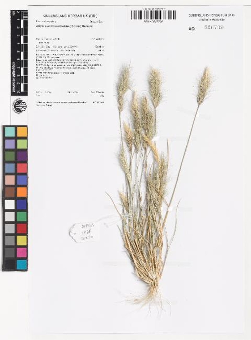 Aristida anthoxanthoides photo 2