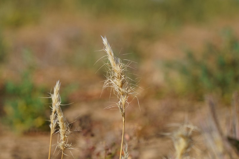 Aristida anthoxanthoides photo 3