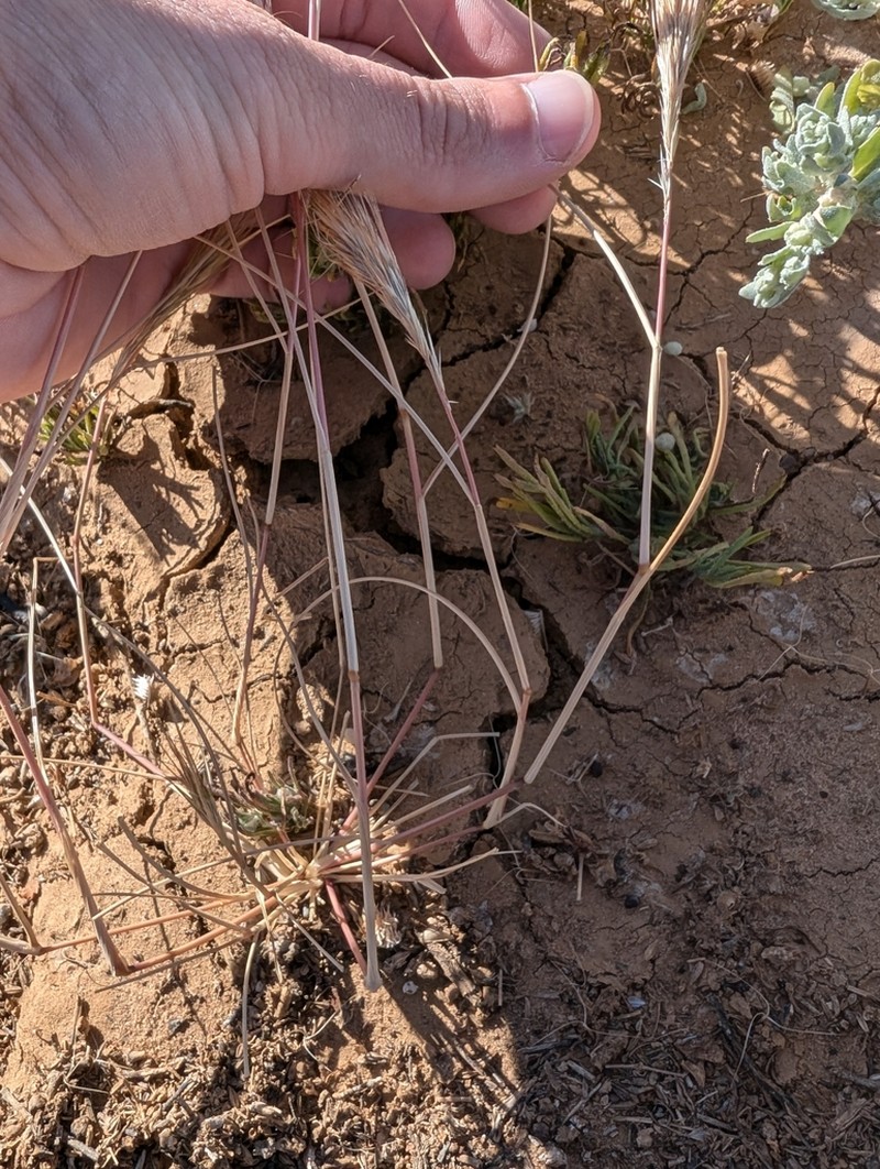 Aristida anthoxanthoides photo 4