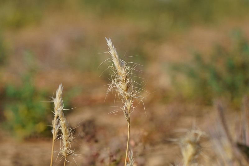 Aristida anthoxanthoides photo 6