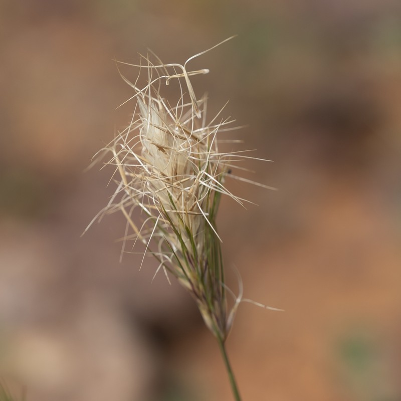 Aristida anthoxanthoides photo 7