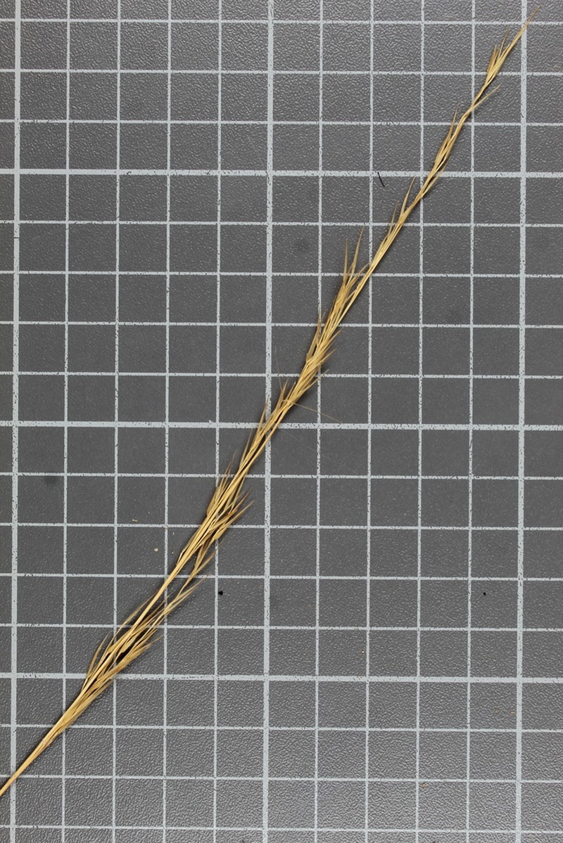 Aristida appressa