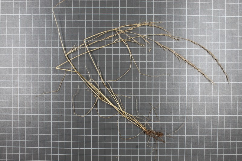 Aristida appressa photo 2