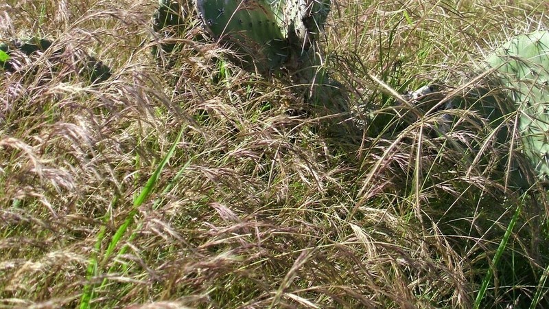 Aristida appressa photo 4