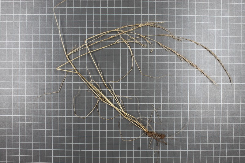 Aristida appressa photo 6