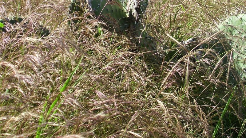 Aristida appressa photo 8