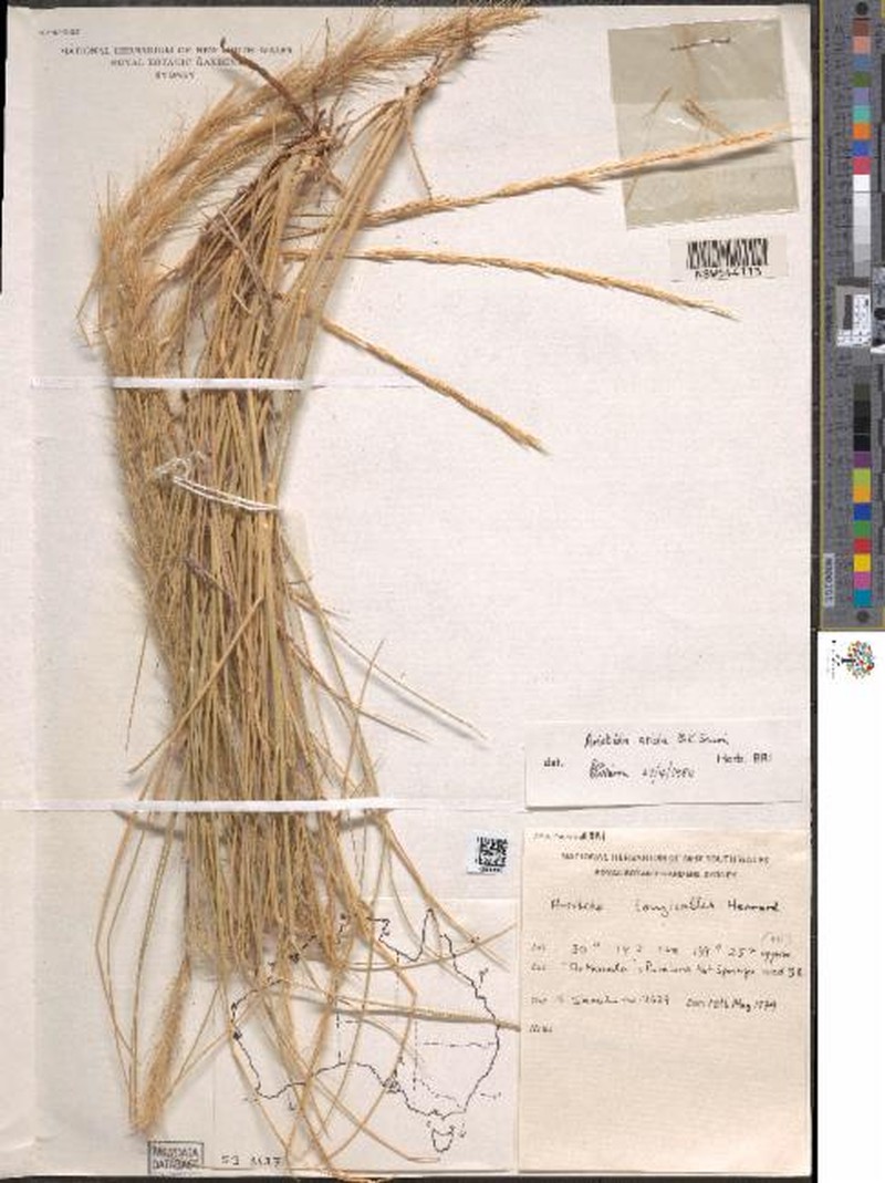 Aristida arida