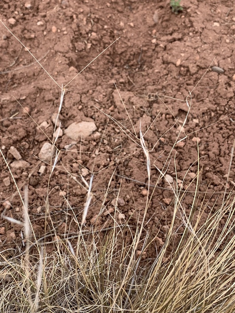Arizona Threeawn photo 5