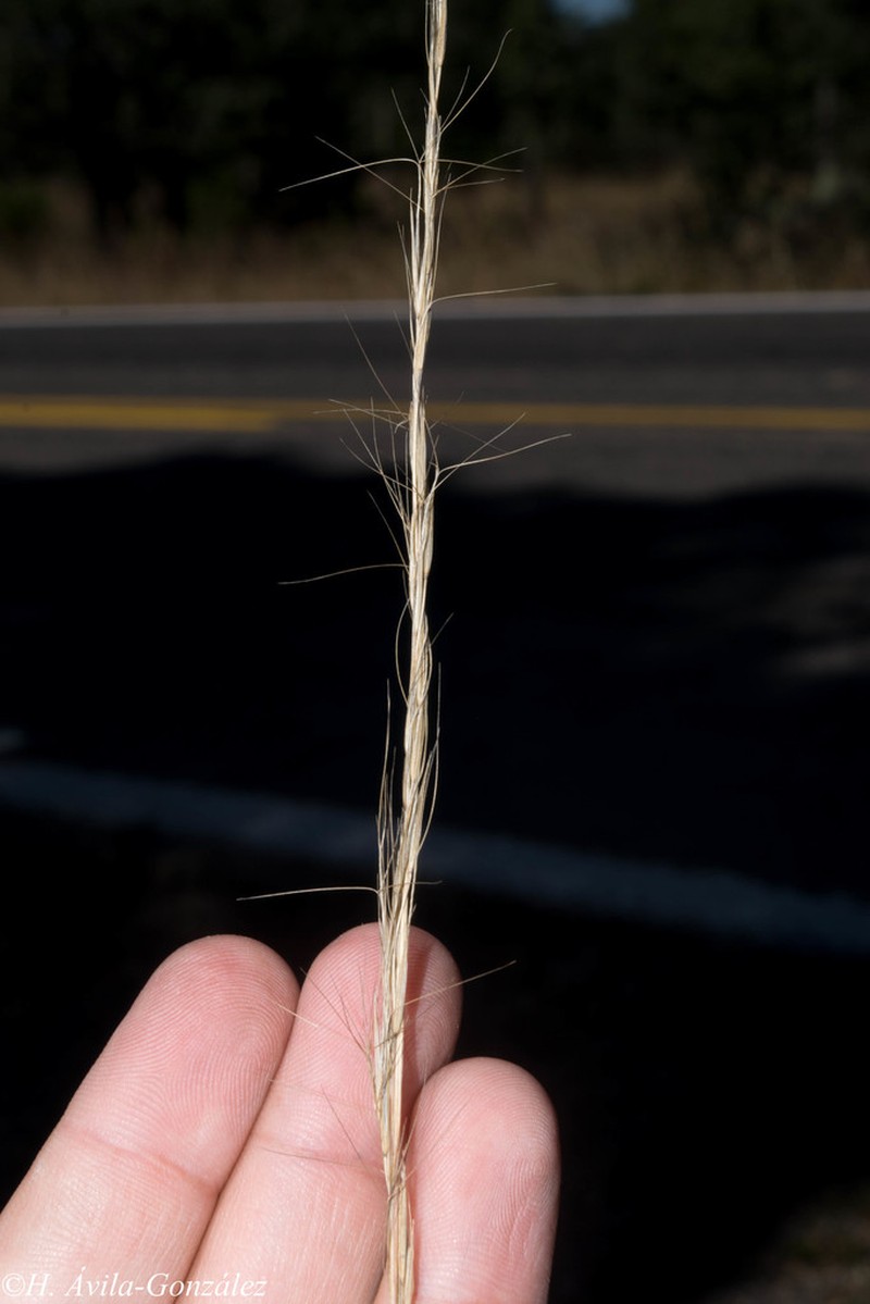 Arizona Threeawn photo 8