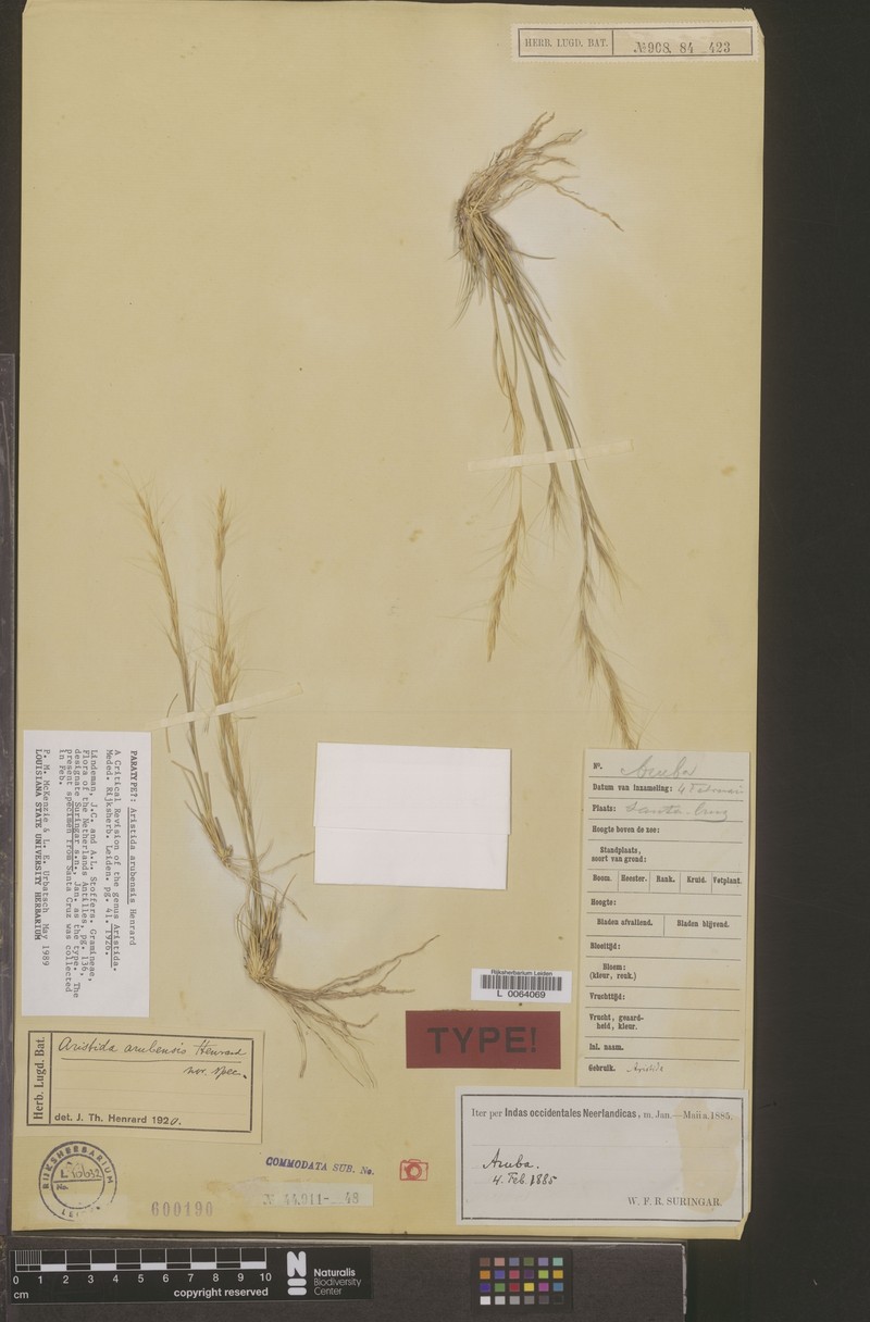 Aristida arubensis
