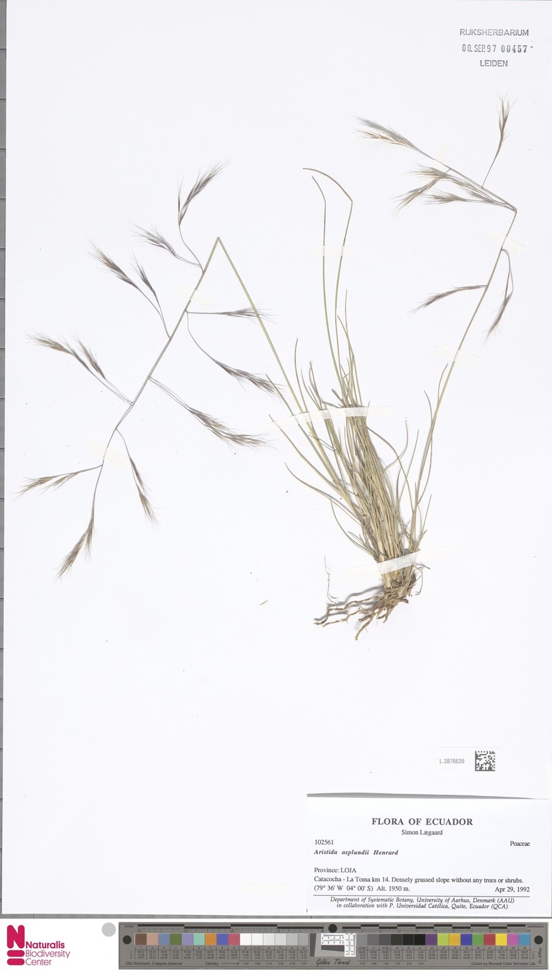 Aristida asplundii