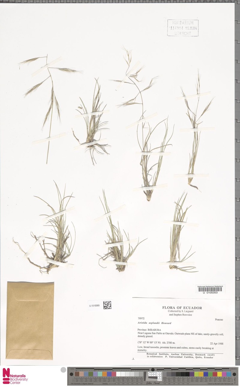 Aristida asplundii photo 2