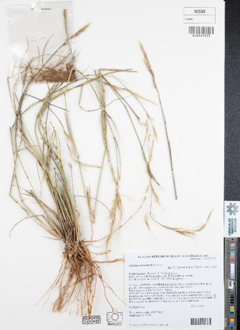 Aristida australis