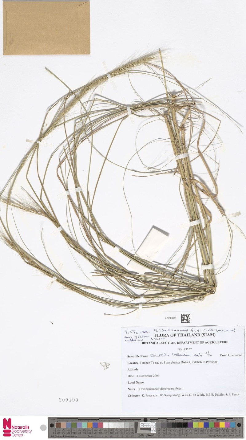 Aristida balansae