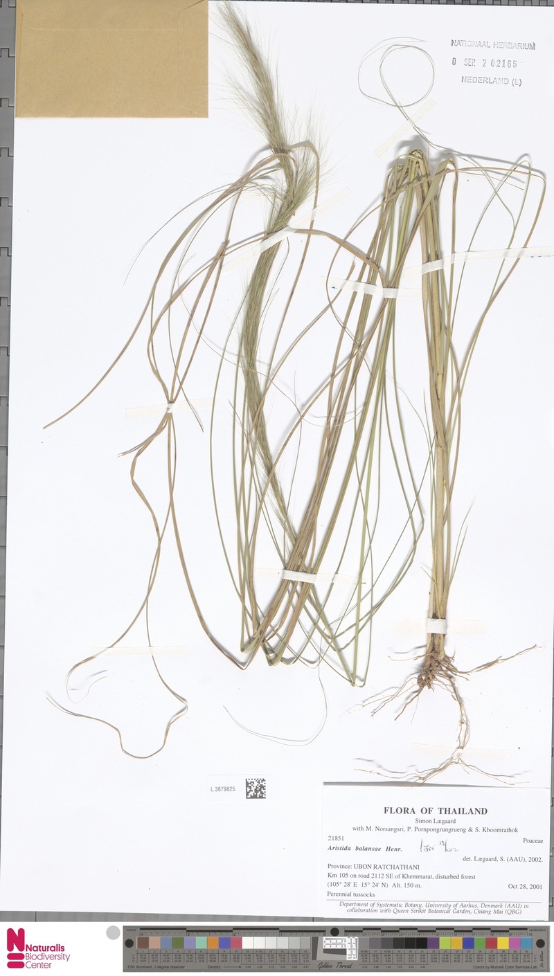 Aristida balansae photo 2