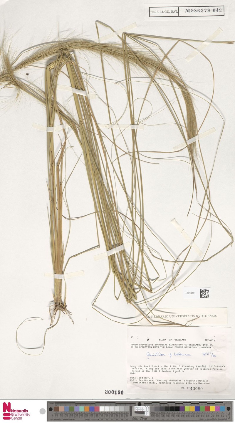 Aristida balansae photo 3