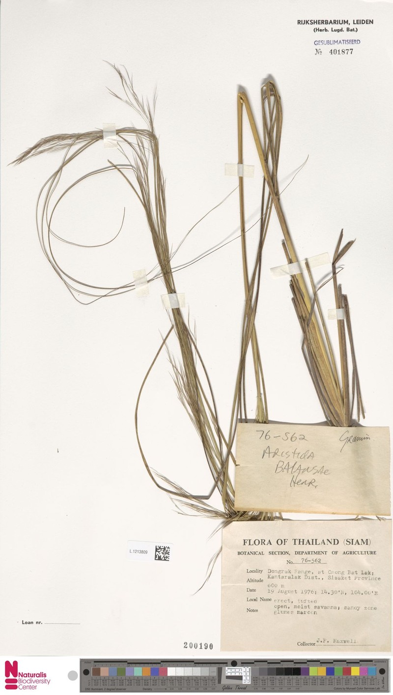 Aristida balansae photo 4