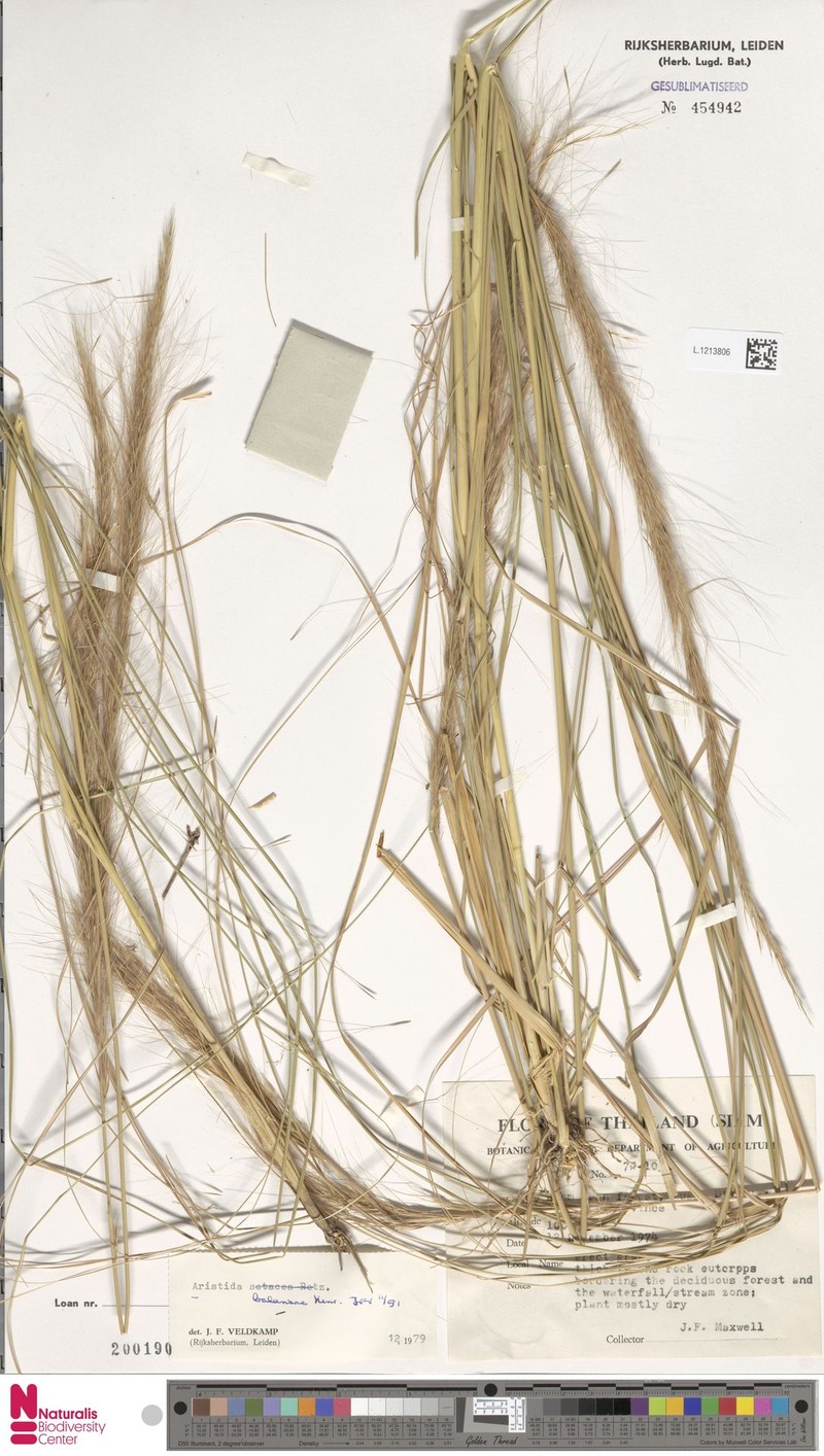 Aristida balansae photo 5