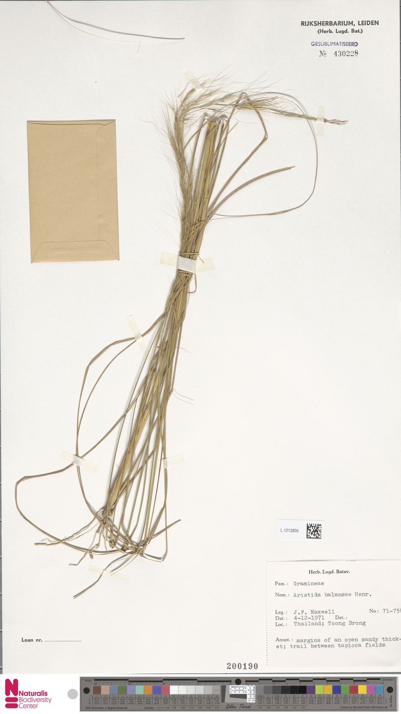 Aristida balansae photo 6