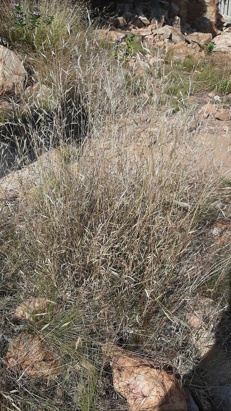 Aristida barbicollis