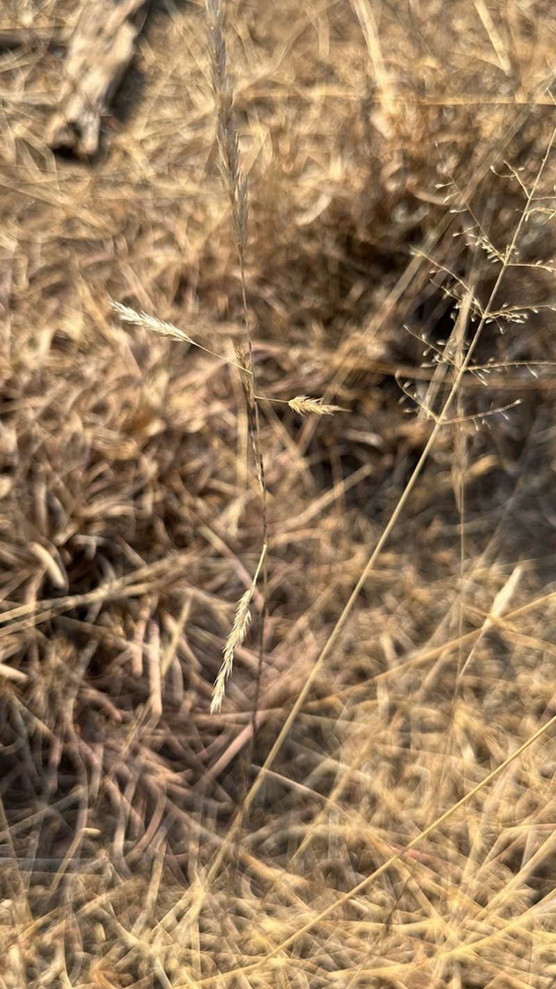 Aristida barbicollis photo 2